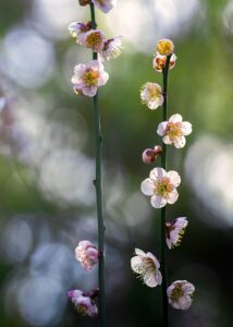 30代の結婚前提におすすめのUターン支援アプリとは？